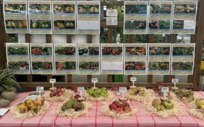 Réservez dès maintenant vos arbres fruitiers à la Jardinerie !