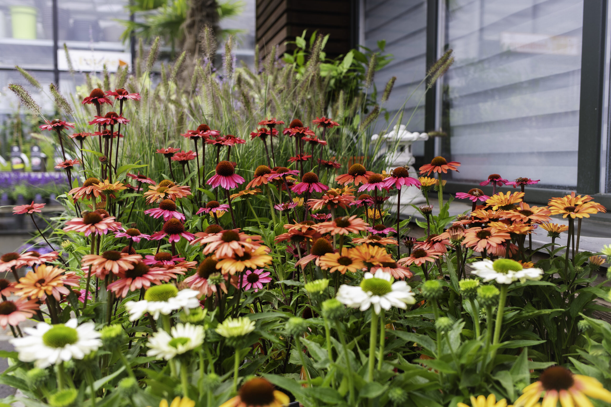 B96I3262 femme prenant soin des plantes dans une pepinières